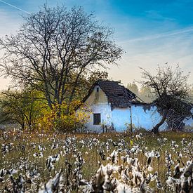 Vervallen huisje tussen de katoenplanten in de herfst, Hongarije van Rietje Bulthuis