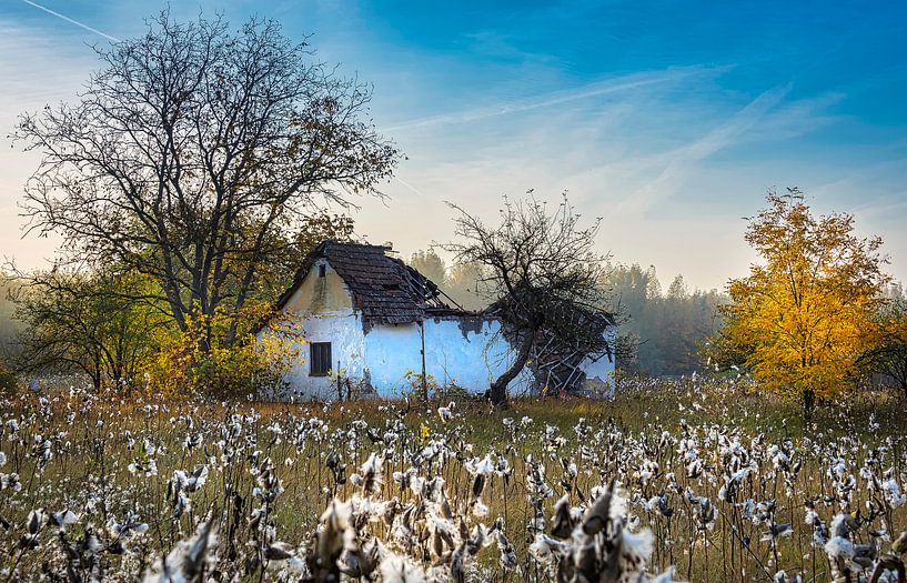 Verfallenes Häuschen unter den Baumwollpflanzen im Herbst, Ungarn von Rietje Bulthuis
