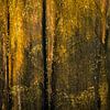 Sfeervolle herfstbeeld van Berkenbomen van Sander Grefte