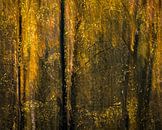 Sfeervolle herfstbeeld van Berkenbomen van Sander Grefte thumbnail