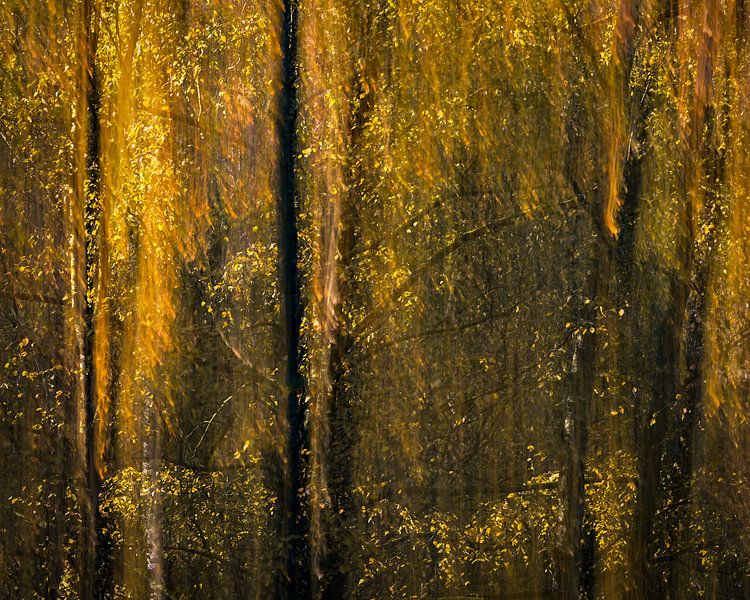 Sfeervolle herfstbeeld van Berkenbomen van Sander Grefte