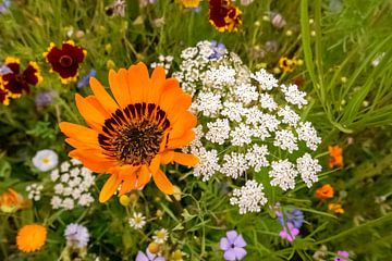 Wilde Blumen von Franke de Jong