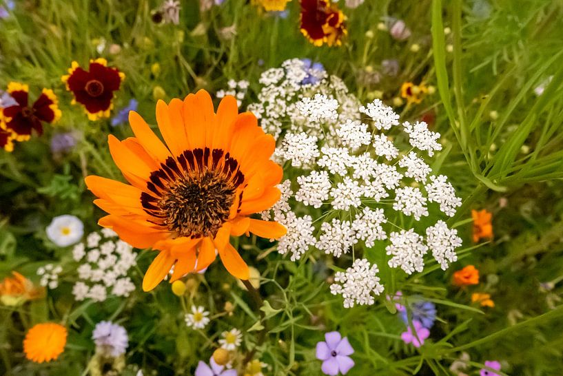 Wilde bloemen van Franke de Jong