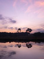 twee bomen in water reflectie met paarse ochtend lucht