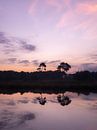twee bomen in water reflectie met paarse ochtend lucht van FHoo.385 thumbnail