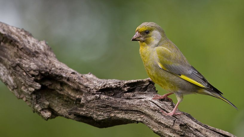Groenling op een tak van Jan Jongejan