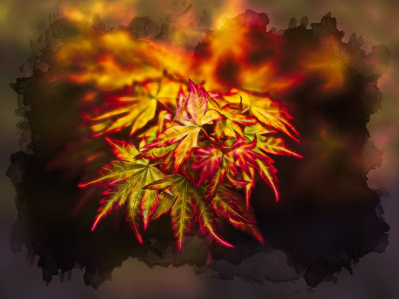 Esdoorn van Rob Boon