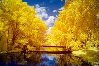 The Bridge