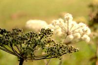 Blumen Natur Ölgemälde Impressionen
