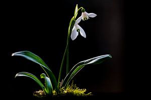 Glänzender Schneeglöckchen, Galanthus woronowii