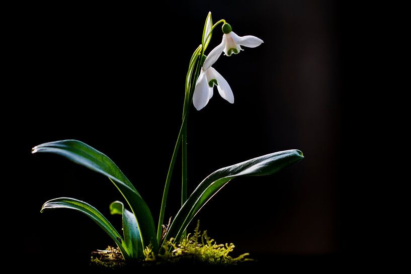 Green Snowdrop, Galanthus woronowii by AGAMI Photo Agency