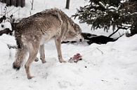 Boze en roofzuchtige wolf gromt en laat zijn tanden zien over een stuk vlees tussen de wintersneeuw  van Michael Semenov thumbnail