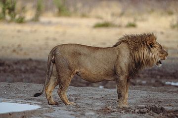 Leeuw in Namibië, Afrika van Patrick Groß