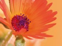 Fleur IV - Blumen - Blumen