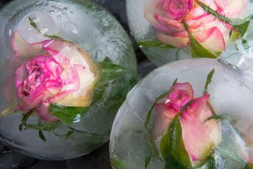 Roses in crystal clear ice van Marc Heiligenstein
