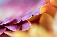 gerbera in geel en paars