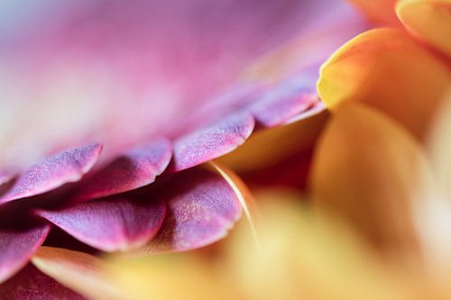 Gerbera in Gelb und Violett
