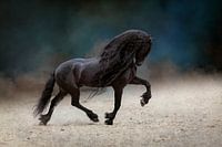 A Friesian stallion trotting across the sandy plain.