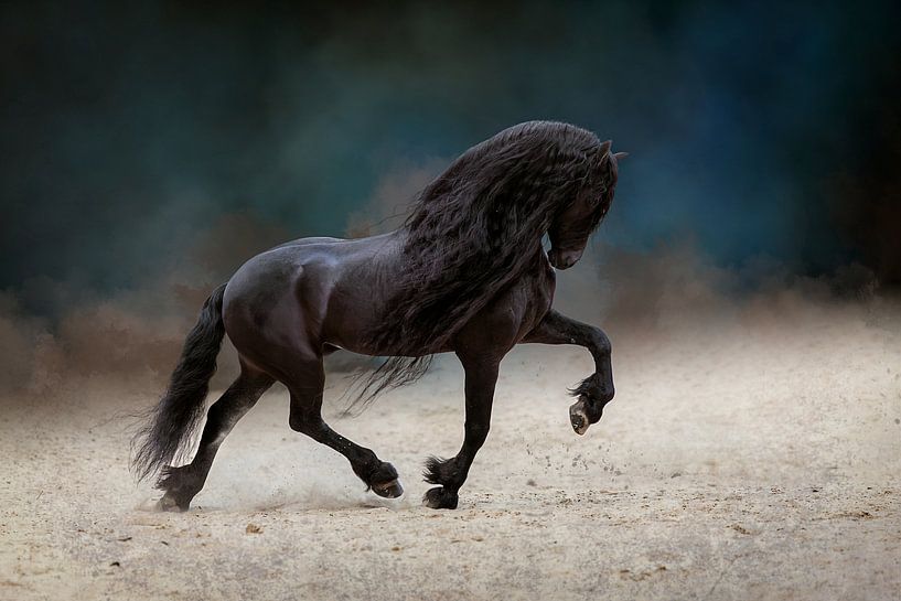 A Friesian stallion trotting across the sandy plain. by KDFotografie