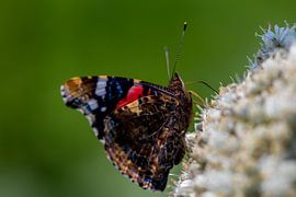 The Atalanta butterfly close up on a green natural background by Jolanda de Jong-Jansen