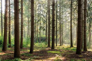 Nadelwald auf dem Landgut Zonheuvel bei Doorn auf dem Utrechter Höhenrücken
