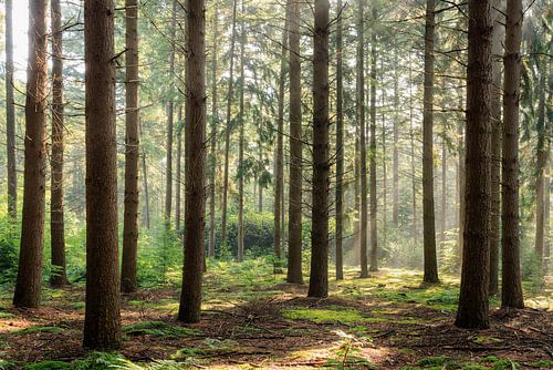 Naaldbos op landgoed Zonheuvel bij Doorn op de Utrechtse Heuvelrug