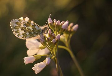 Orange-tip by Lisa Bouwman