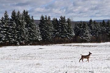 A fawn in an area by Claude Laprise