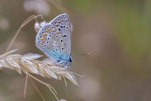 Azure Rest