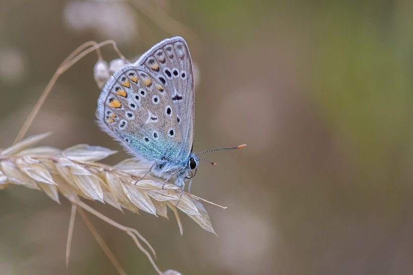 Azure Rest par Martin Mol