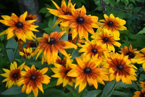 Een boeket bloemen in de tuin