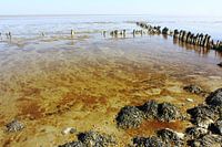 Waddenzee bij Sexbierum