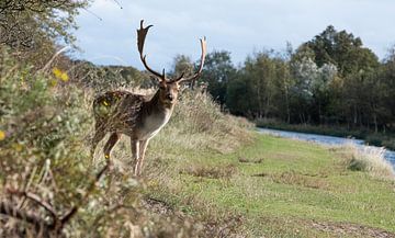 Deer standing in the dunes of the Amsterdam water supply Area looking at the camera by ChrisWillemsen