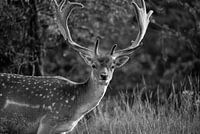 Daims dans la campagne hollandaise sauvage (noir et blanc)