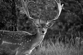 Fallow deer in the wild Dutch countryside (black and white) by Kevin Ike