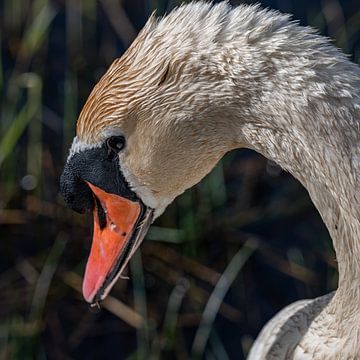 Swan by Marcel van Berkel