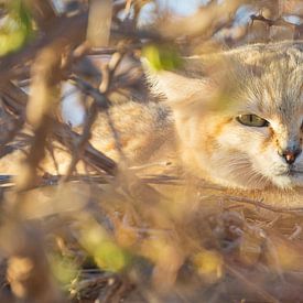 Penetrating gaze of the Sand Cat by Lennart Verheuvel