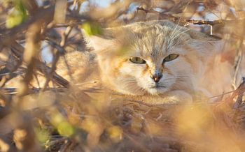 Durchdringende Blicke der Sandkatze