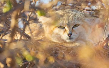 Doordringende blik van de Woestijnkat