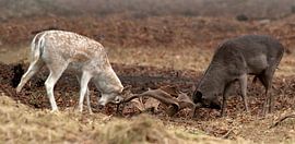 Staudamm-Hirschmann von Loek Lobel