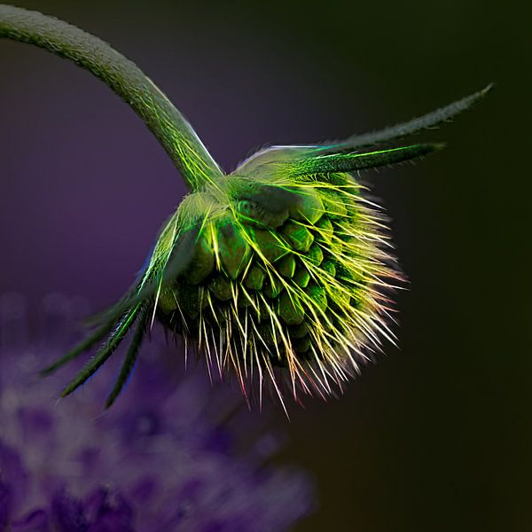 Bouton bleu par Dick Jeukens