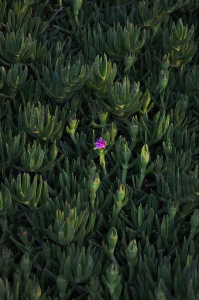 bouton rose par sofie van den Nouland