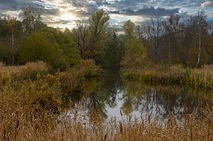 Herbst im Amsterdamse Bos