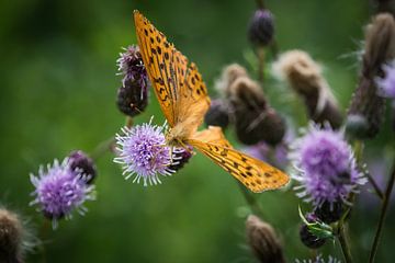 A emperor cloak butterfly close-up in summer in Saarland by Wolfgang Unger