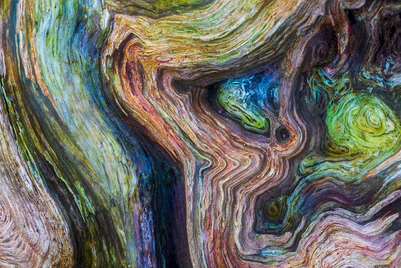 Detail op een boom van Karla Leeftink