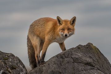 Fox climbs over rocks. by Tim Link