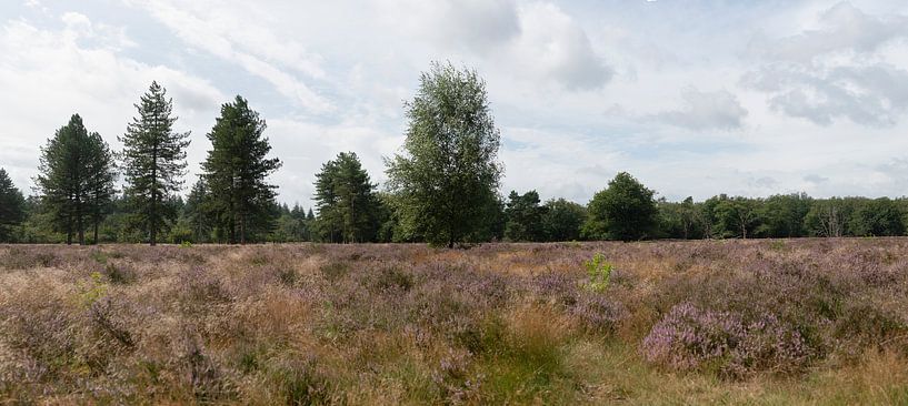 Stroese Heide van Richard Wareham