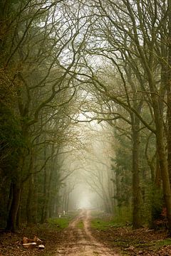 Mist in de Veluwse bossen bij Epe van Jenco van Zalk