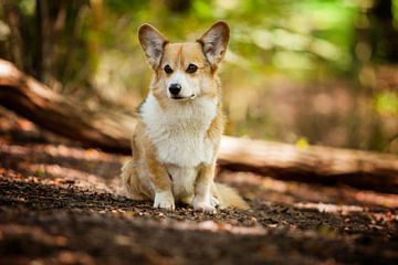 Welsh Corgi Pembroke van Anne-Fleur Eggengoor