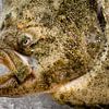 Tête avec bouche et œil de turbot sur glace au marché sur Dieter Walther